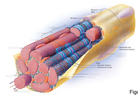 Structure Of A Skeletal Muscle Fiber Diagram Quizlet