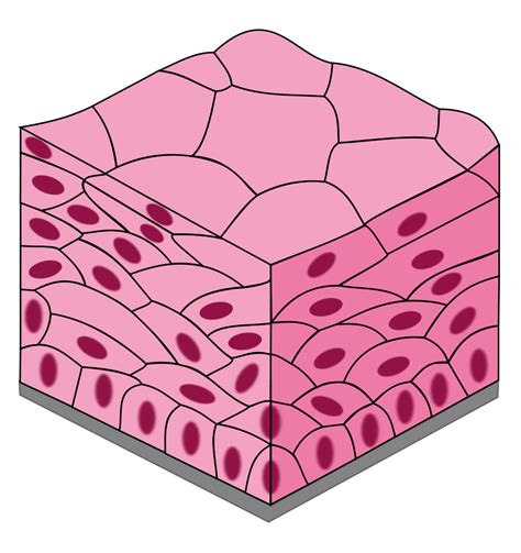 Simple Squamous Epithelial Tissue Diagram