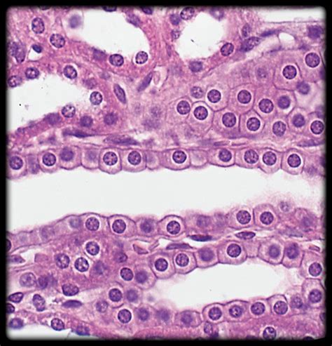 Simple Cuboidal Epithelium Drawing