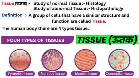 Types Of Human Tissue Tissue Functions Tissue in hindi ऊतक ऊतक