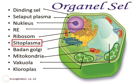 Bagian Organel Sel Studyhelp