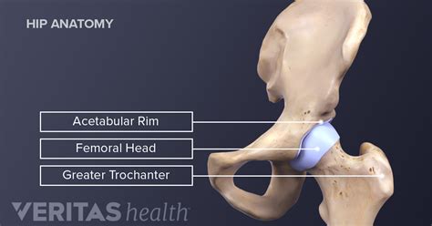 Hip Anatomy