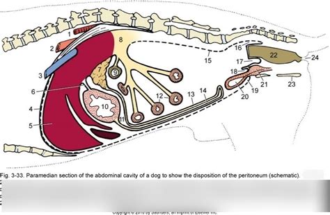 Abdominal Cavity Diagram Quizlet