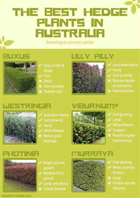 The Best Hedge Plants In Australia Infographic Home Muse Hedges