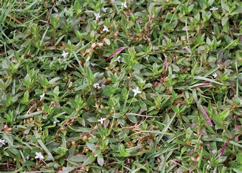 Virginia Buttonweed No 1 Weed Problem Of Southern Lawns