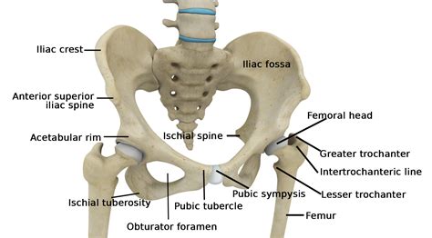 Hip Surgery Memphis Hip Arthroscopy Memphis Hip Replacement Memphis