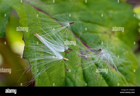 Common Australian Weed Hi Res Stock Photography And Images Alamy