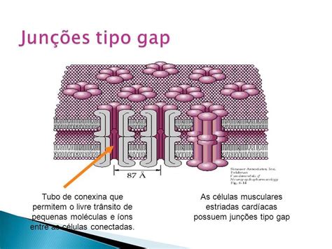 Junção Do Tipo Gap