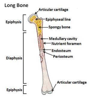 For the development of a functionally and mechanically appropriate bone structure. Medullary Cavity - National Library of Medicine | Cavities ...