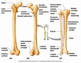 Giving your dog a bone almost always results in a happy pup, but this does not mean the practice is safe. Human Leg Bone Structure - Human Anatomy Details