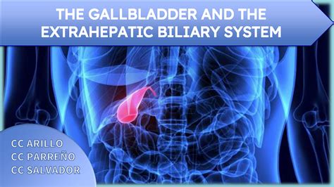 Solution The Gallbladder And The Extrahepatic Biliary System Studypool