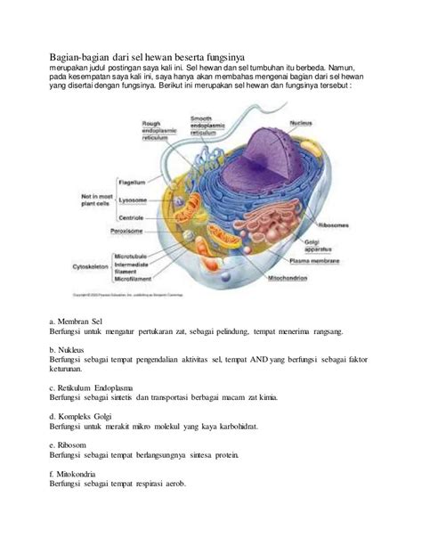 Gambar Organel Sel Hewan Dan Fungsinya Ilmu