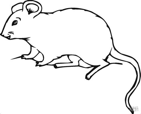 Mole Rat Coloring Pages ColoringBay