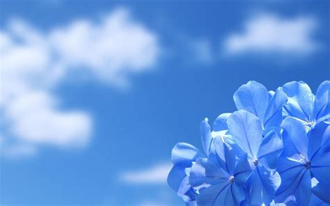 Sky Blue Wallpapers Wallpaper Cave