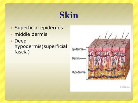 Ppt Integumentary System Powerpoint Presentation Free Download Id