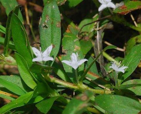 Diodia Virginiana Page