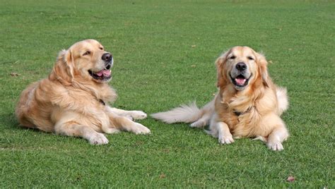 Dogs Golden Retriever Free Stock Photo Public Domain Pictures