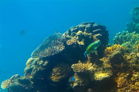 The iconic great barrier reef is blessed with the breathtaking beauty of the world's largest coral reef. Great Barrier Reef - Reef in Coral Sea - Thousand Wonders