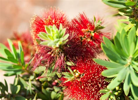 Trees That Are Weeds In Australia