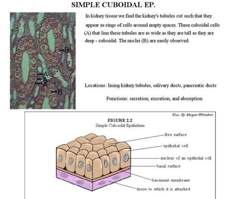 Simple Cuboidal Epithelium Labeled Basement Membrane