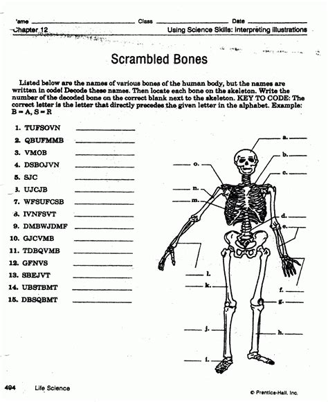 Worksheet Muscular System Worksheet Skeletalmuscular — Db