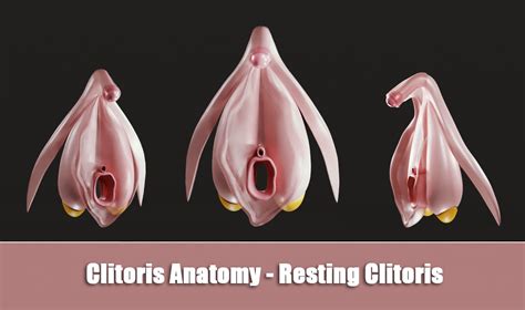 D File Clitoris Anatomy Resting Clitoris D Print Design To