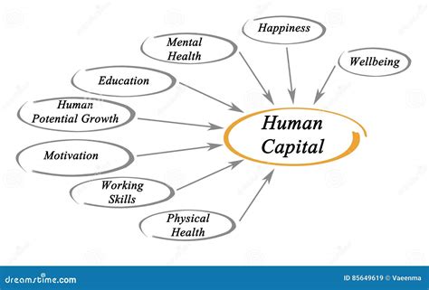 Diagram Of Human Capital Stock Illustration Illustration Of Human