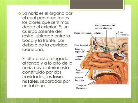 Organos De Los Sentidos Ppt