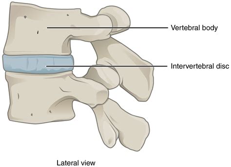 Classification Of Joints · Anatomy And Physiology