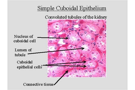 Epithelial Tissue Anatomy And Physiology