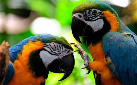 Parrots Wallpapers Wallpaper Cave