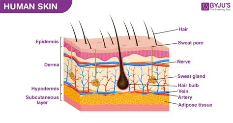 Skin Diagram With Detailed Illustrations And Clear Labels