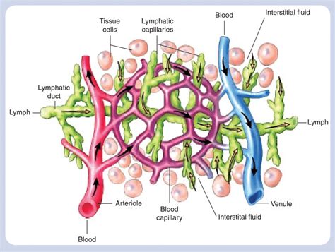 Distribution Of Blood Lymph And Interstitial Fluid In Human Tissue