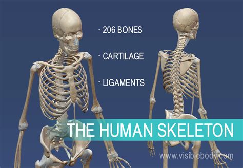 Skeletal System Learn Skeletal Anatomy