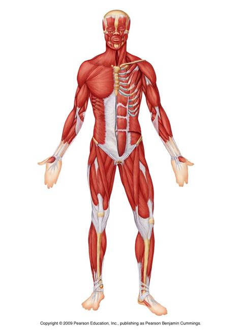 Human Muscle Anatomy Labeled Diagrams