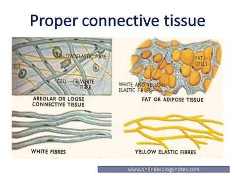 Connective Tissue Anatomy And Physiology