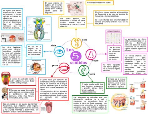 Los Cinco Sentidos Mapa Esquemas Y Mapas Conceptuales De Anatomía