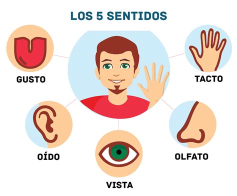 Los 5 Sentidos Mind Map