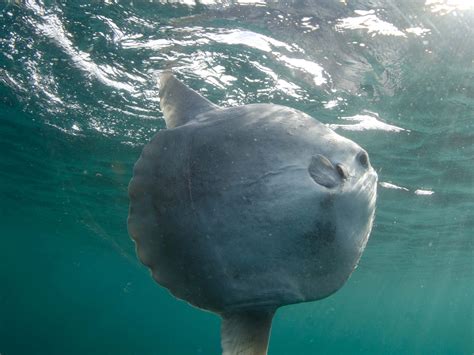 This little porpoise wasn't discovered until 1958 and a little over half a century later, we are on the. Sea watchers celebrate at Cornwall College Newquay