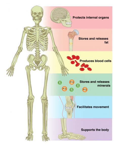 Skeletal System Introduction Parts Functions Diagram And Fact