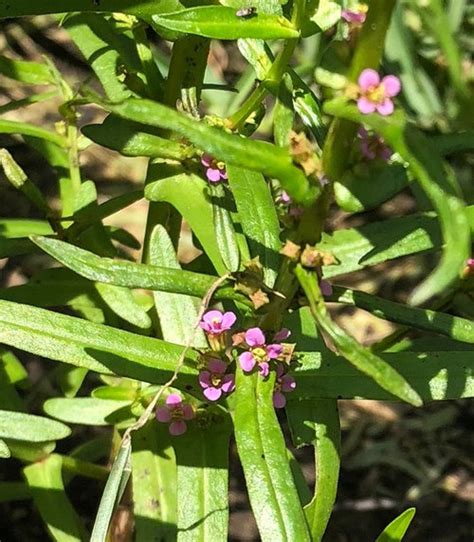 Plant Id Buttonweed Variety 9asw Houston