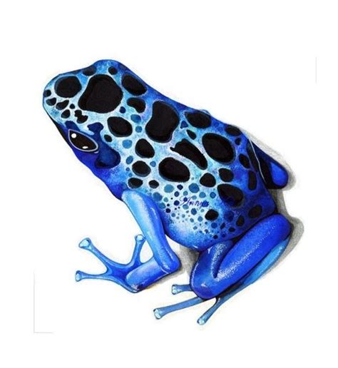 This will be the eye on the back side of the. Poison Dart Frog | Blue poison dart frog, Poison dart ...