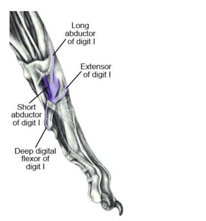 License image the bones of the leg are the femur, tibia, fibula and patella. Dewclaws - Should We Remove Them? - Bichon Frise Puppies