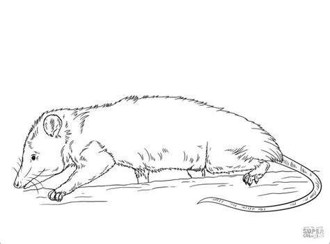 Mole Rat On The Ground Coloring Page ColoringBay