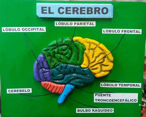 Maqueta Del Cerebro En 3d Elcerebro Maquetadelcerebro 52 Off