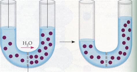 La ósmosis Biología