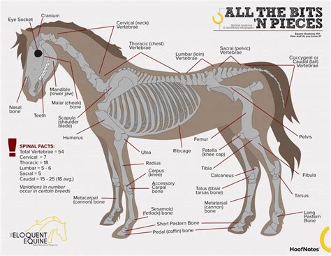 Parts Of A Horse Printable Diagram