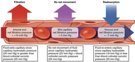 Capillary Exchange · Anatomy And Physiology