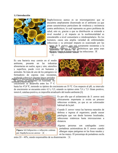 Avance E Staphylococcus Aureus Introducci N Staphylococcus