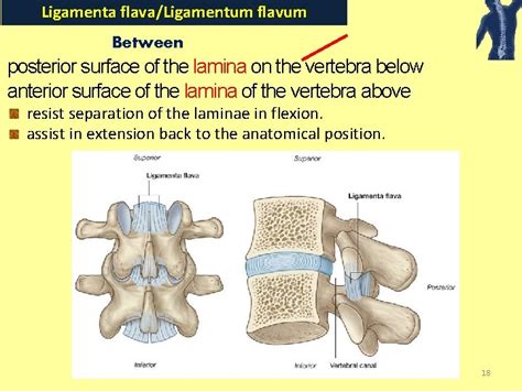 Joints Of The Vertebral Column Spine By Sara